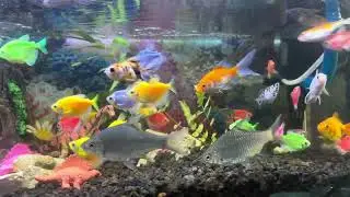 Healing Marimba Music with Aquarium Water &bull; Relax, Sleep Better, Meditation & Spa