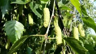 Betula pendula (Common Birch)