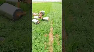 Wheat Farming Techniques Pressing The Plants To Help The Roots Settle Into  Soil #satisfying #short