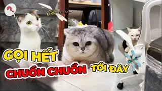 Gọi hết chuồn chuồn tới đ&acirc;y | maly.gaugau