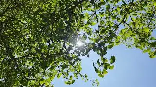 Maidenhair (female) - branches, twigs, leaves & flowers in the sun - April 2025