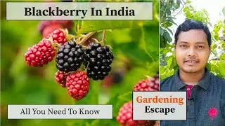 How To Grow Blackberry in India | How To Grow Blackberry In Pot | My Experience With Blackberry