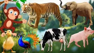 Cute Farm Animals: Dog,Cat , Cow ,Cock,Horse,Elephant ,Sheep,Tiger-Animal Video