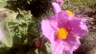 пчелы