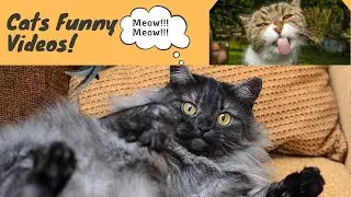 Cat Funny antics ! Funny Video @Movella #animal #forestlife