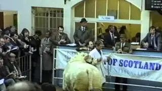 Perth Bull Sales 1989 (Charolais) - a clip from film footage taken by Anne Lawson 