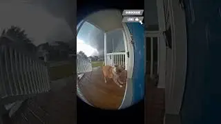 Caught on Ring: Panicked Dog Battling a Massive Tornado | Hyper-Realistic 8K Storm Footage#shorts