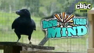 Amazing Crow solves puzzle on CBBC: Blow Your Mind