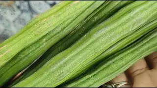 aao pakaaye is live daal Munga ki simple Si recipe
