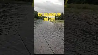 Catching big Atlantic salmon on the fly! #fishing #river #flyfishing #scotland