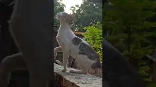 🐈#howtojump #catwalk #cat #catshorts #catvideos #shorts #shortsfeed #village #villagevlog #short #yt