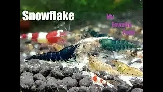 Feeding My Shrimp Snowflake Food
