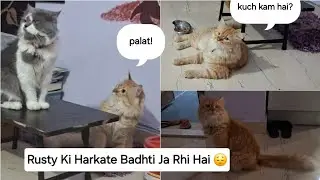 Rusty Don 😎 Hai Ghar Ka 🐾  #meowmate #cutecat #catvlogs #youtubevideo #cat #viralcat
