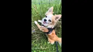 Life with One Of The Most Misunderstood Dog Breeds! Training and Enriching My Chihuahuas ❤️
