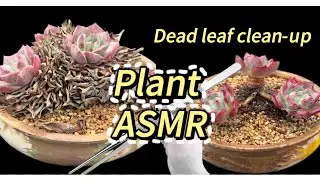 Plant ASMR · Dead leaf clean-up | Relaxing