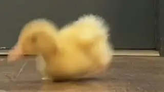 Running Duckling 🐥
