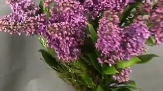 VID 117191108 204446 856
