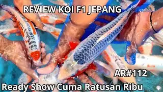 🇯🇵 KOI SUSHUI F1 JEPANG 🇯🇵 KUALITAS MANTAP ⚡🔥