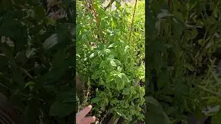 Осенний базилик #садоводство #усадьба