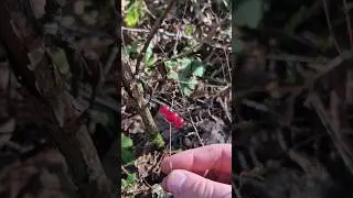 Winter Foraging in Coastal BC: Lily of the Valley #foraging #wildedibles #wildfoods #nature