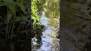 Beaver Cage Trapping 1 - Finding locations | MNAR
