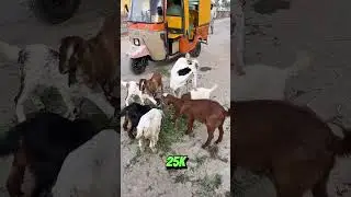 Visited Bakra Mandi 🐐 #minivlog #bakramandi #2025 #vlog #mehryvlogs