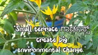 From Terrace to Table &ndash; Organic Tomato Harvest #terrace #viral #vegitables #tomato #onion #gardening