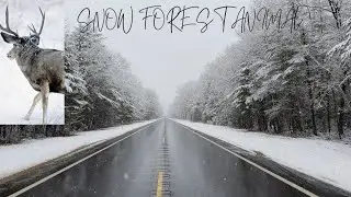 @ Snow forest animal