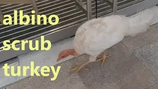 albino scrub turkey - never seen one before