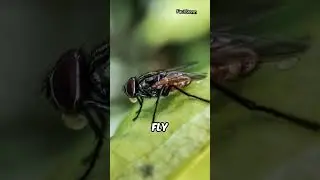 How animals see our world 🌎 #shorts