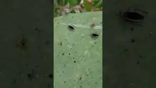 Backyard bug hunt - cactus bugs