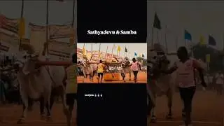 గురజాల గ్రామం బీరం బుల్స్&GSR. బుల్స్🩸సాంబ -- సత్యదేవ్🩸1751.10ఆడుగులు#ongolebulls #bull #cow #viral