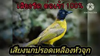 เสียงนกปรอดเหลืองหัวจุก เสียงชัด ต่อเข้าเร็ว  💯 %   (ไม่มีโฆษณา & ไม่มีเสียงรบกวน)