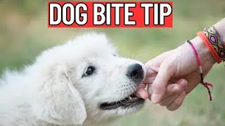 5 Simple Tricks to Instantly Improve Your Dog Handling Skills TODAY