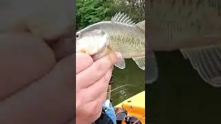Кто ещё заглатывает окуня, когда ловишь его на басс?