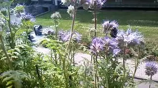 Bumblebees on the Phacelia tanacetifolia (20250602)