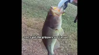 Found this one chasing bait...