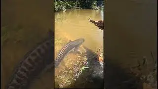 Lepas ikan Toman monster ke alam liar #fishing #mancing