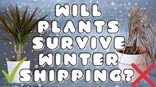 Will Plants Survive Winter Shipping (Testing 72 hour UniHeat packs)