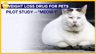 Weight-loss drugs for pets