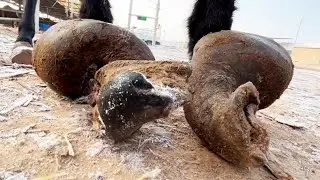 The donkey's hoof problem has recurred and worsened! After 20 days, the donkey is still limping.
