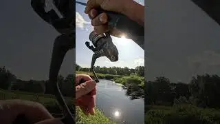Chub on lure