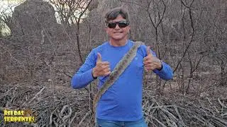 exclusivo como saber se a pele é de cascavel