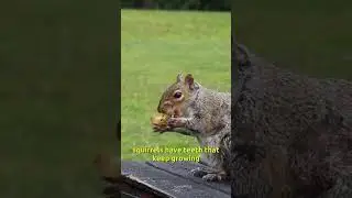 5 Fun Facts About Squirrels You Didn't Know #shorts #animals #facts