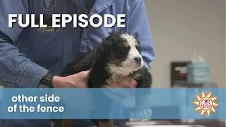 Does this puppy have a hernia? - Other Side of the Fence (Full Episode S1 E2)