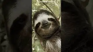 a slow loris who is sad about his loneliness #shorts #animalsadness #loris