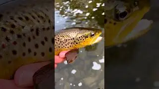 #flyfish #flyfishing #flyfishinglife #flyfisherman #troutfishing #flyingfish #fishing #fish