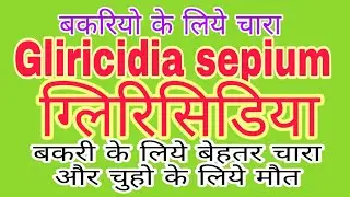 KGF - Fodder for Goats Gliricidia sepium