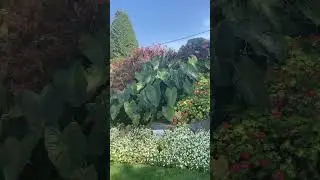 Peace Arch Provincial Park