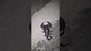 Poisonous Insect